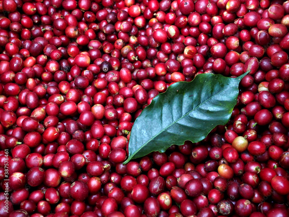Red ripe arabica coffee cherry and green coffee leaf