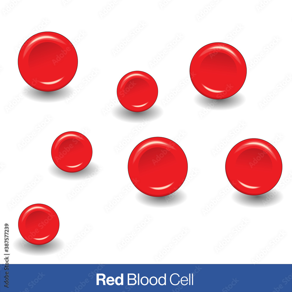 Red isolated 3D RBC or red blood cell or erythrocyte in White background vector.