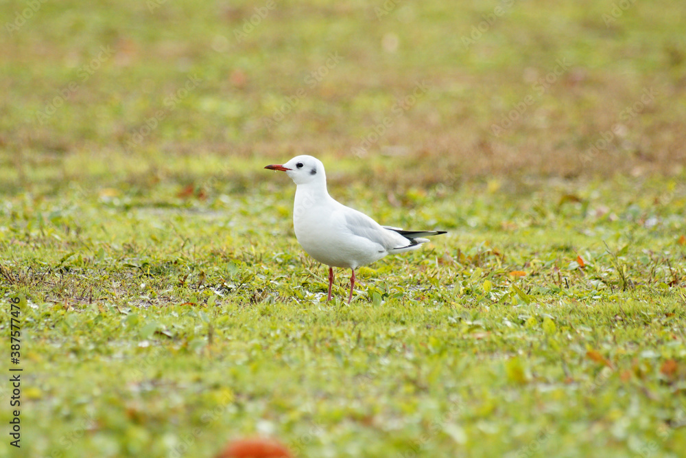 Black-Headed Gull Standing in the Grass Black-Headed Gull Standing in the Grass