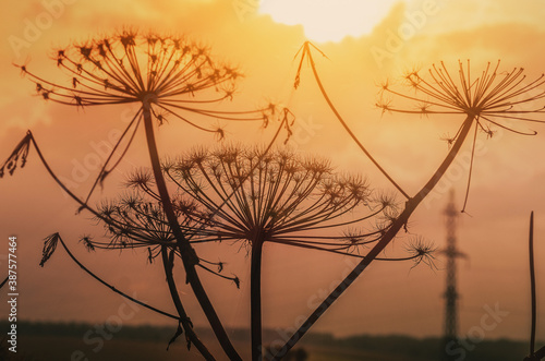 Dry inflorescences of Heracleum on background of sun and sky © romankrykh
