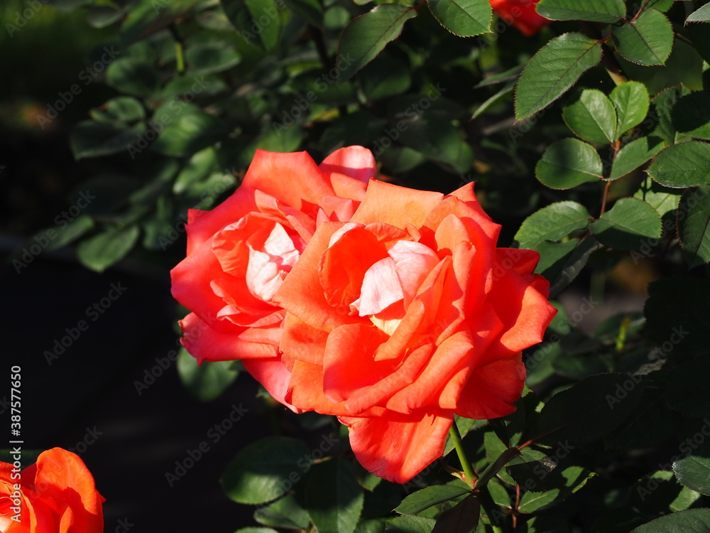 薔薇の花のクローズアップ 薔薇の花のクローズアップ