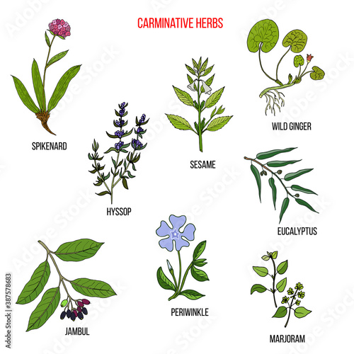 Carminative herbs. Hand drawn vector set