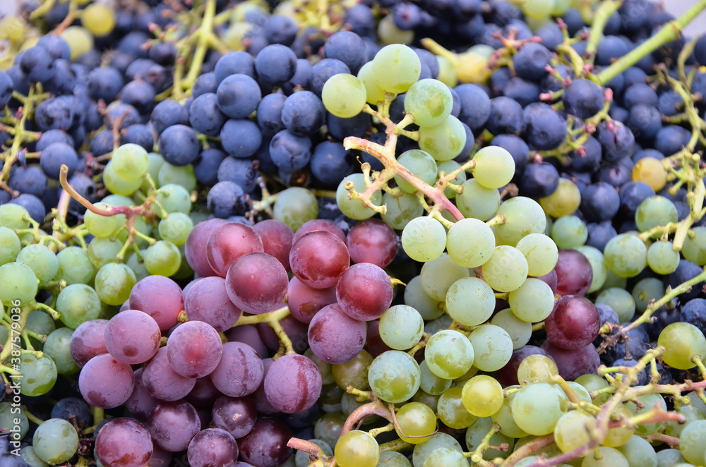 Lots of colorful grapes. Background of juicy and fresh grapes. Pink and green grapes in the foreground.