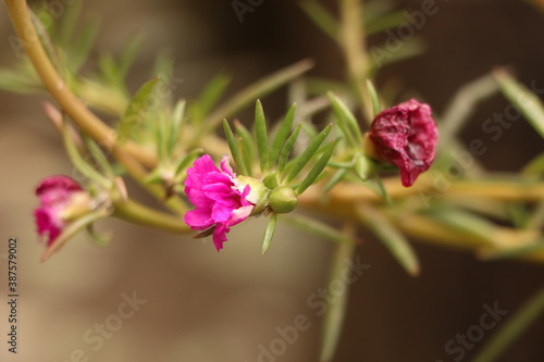 Portulaca grandiflora or Moss rose or Rock rose or Moss-rose purslane or Time flower, beautiful pink flowers