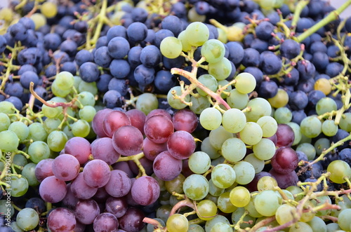 Lots of colorful grapes. Background of juicy and fresh grapes. Pink and green grapes in the foreground.
