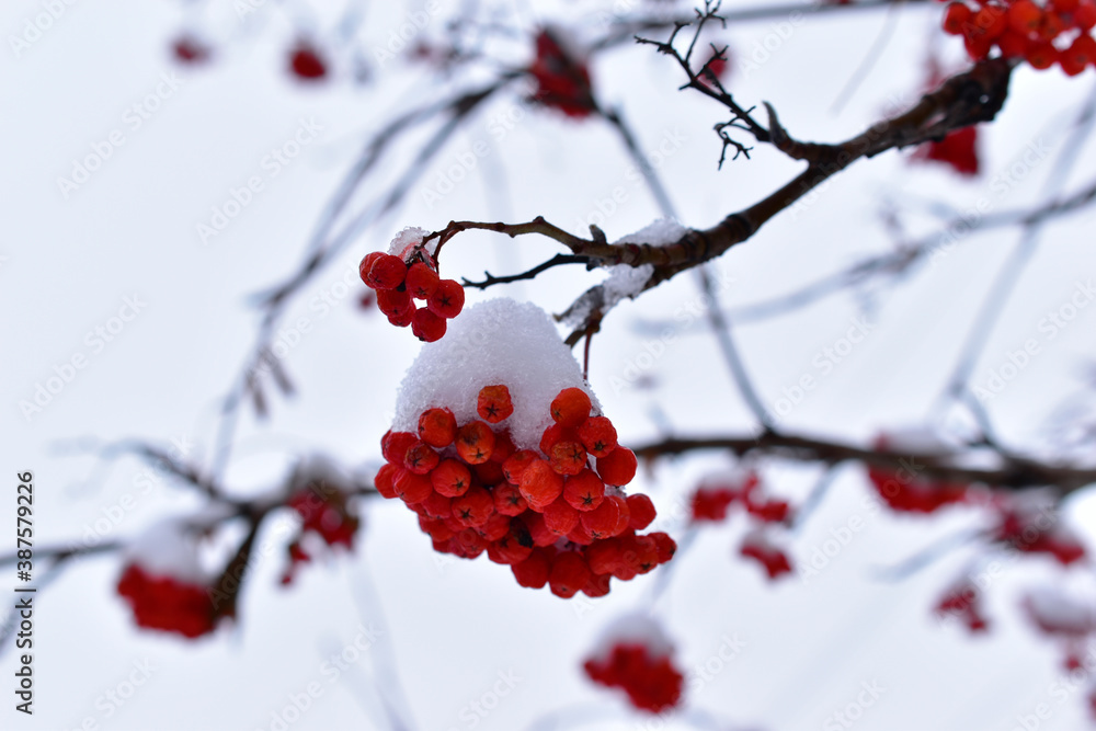 Clusters of red mountain ash in the snow on a tree Clusters of red mountain ash in the snow on a tree