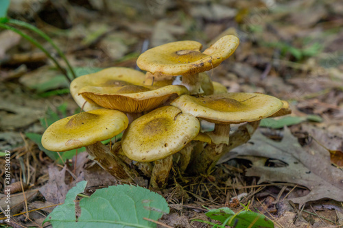 Mushrooms. Georgian Bay Islands national park on a moody autumn day, Ontario, Canada