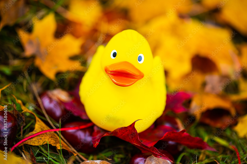 Rubber duck in the leaves, autumn, background Rubber duck in the leaves, autumn, background
