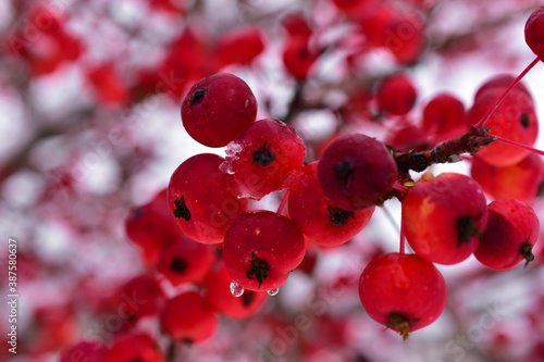 Red ripe berries of wild Apple trees in the snow and through the rain photo