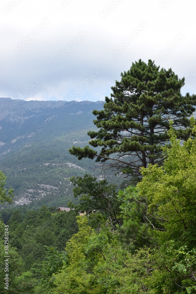 Beautiful pine trees on the background of a high mountain