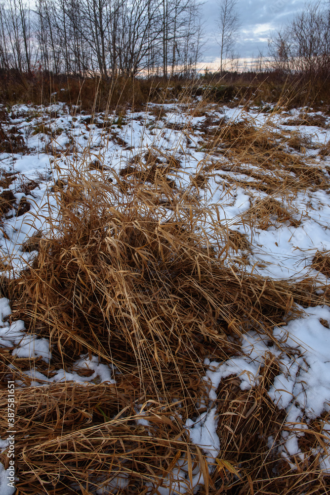 Field in the late autumn