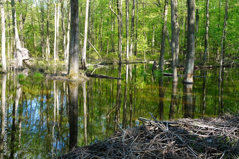 View of a beaver habitat with dams, ponds and trees at the Plainsboro Preserve in New Jersey