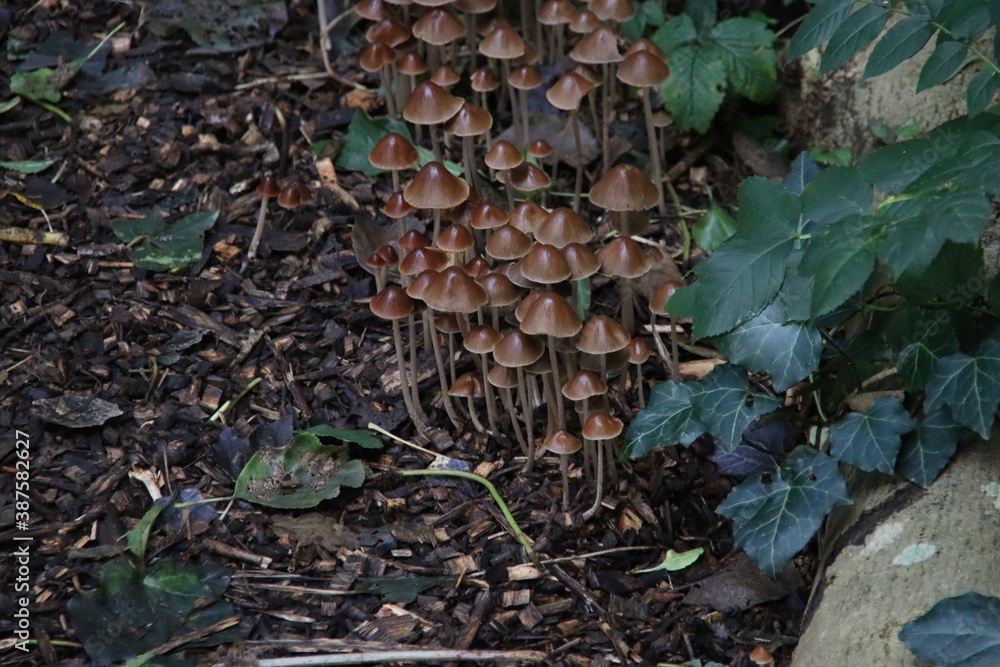 Psathyrella conopilus fungi with brown pointed head Psathyrella conopilus fungi with brown pointed head