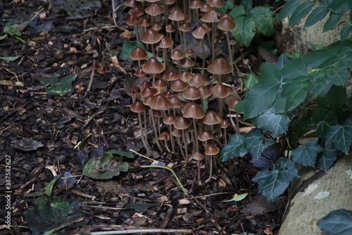Psathyrella conopilus fungi with brown pointed head