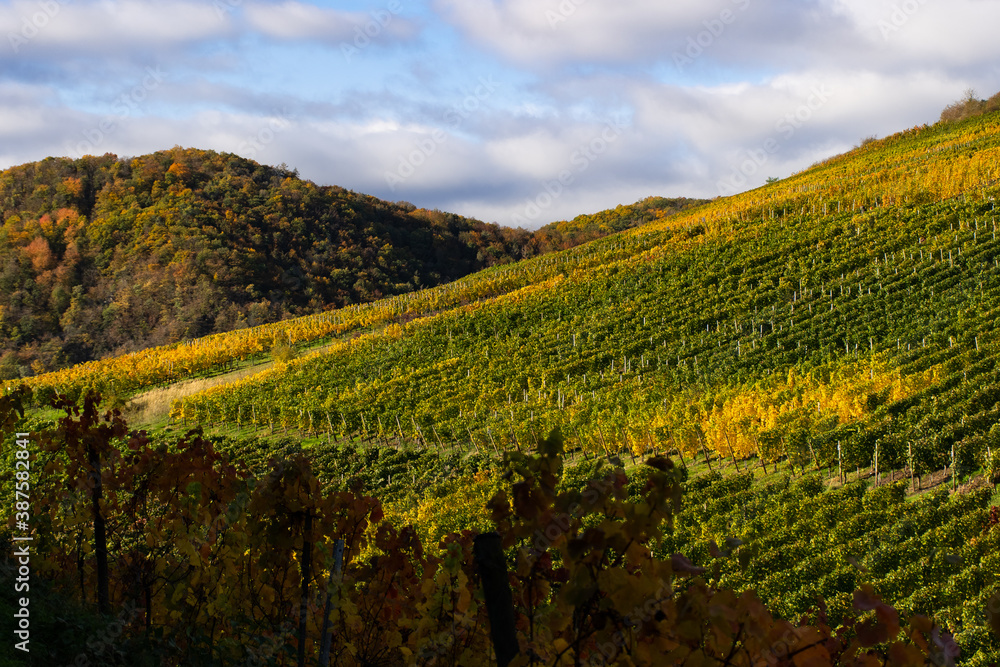 Vineyards with brightly colored autumn leaves