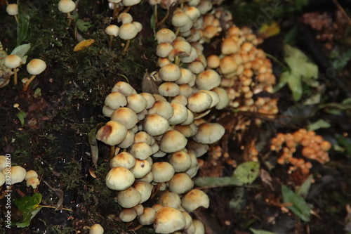 sulphur tuft mushroom also known as Hypholoma fasciculare