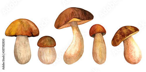 Watercolor porcini set isolated on white background. Edible mushroom object. Autumn season for mushroom hunting. Hand drawn illustration