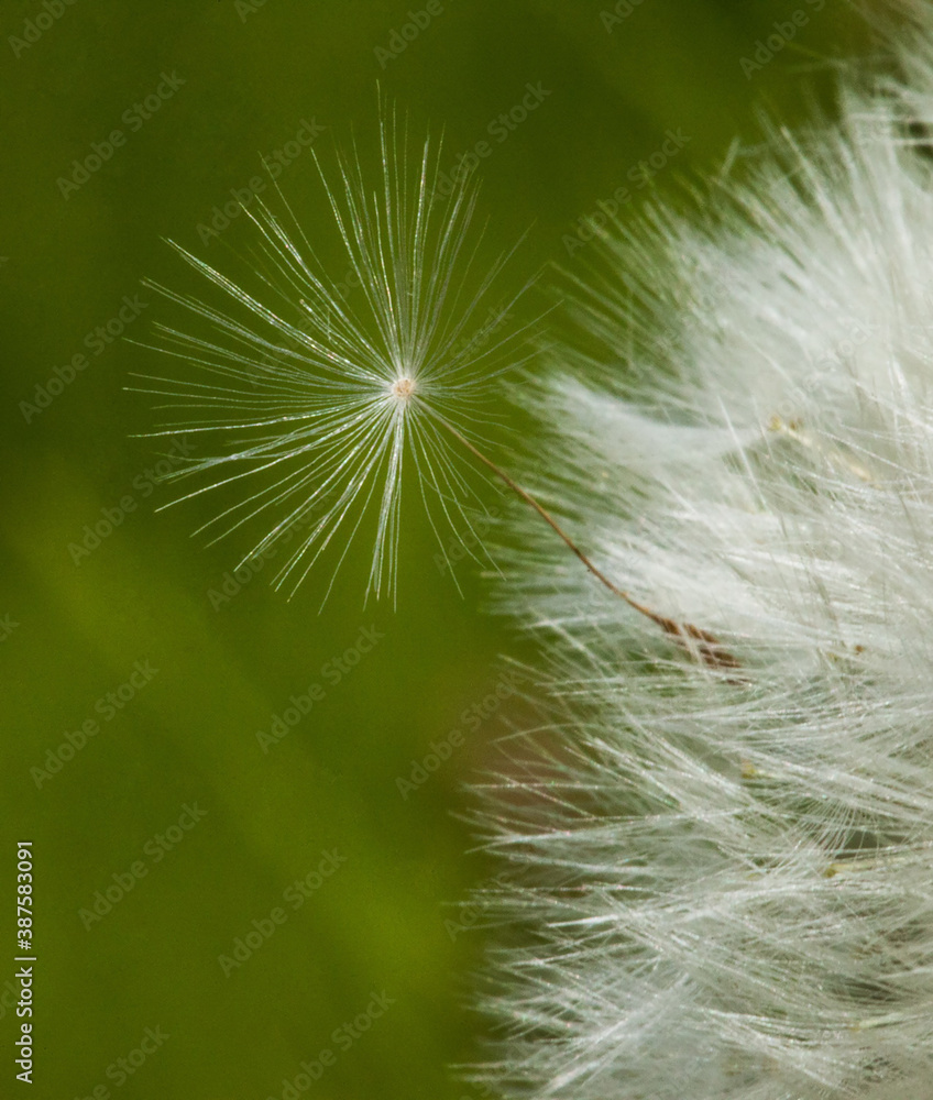 Fototapeta premium Dandelion fluff in flight. Close-up. Marco photo. Close up of a dandelion head with fluff.