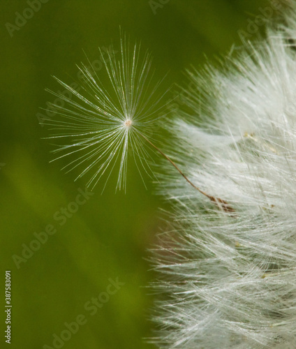 Dandelion fluff in flight. Close-up. Marco photo. Close up of a dandelion head with fluff.