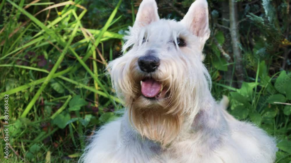 Portrait of a white Scottish terrier dog outdoors on a sunny summer day
Portrait of a white Scottish terrier dog outdoors on a sunny summer day