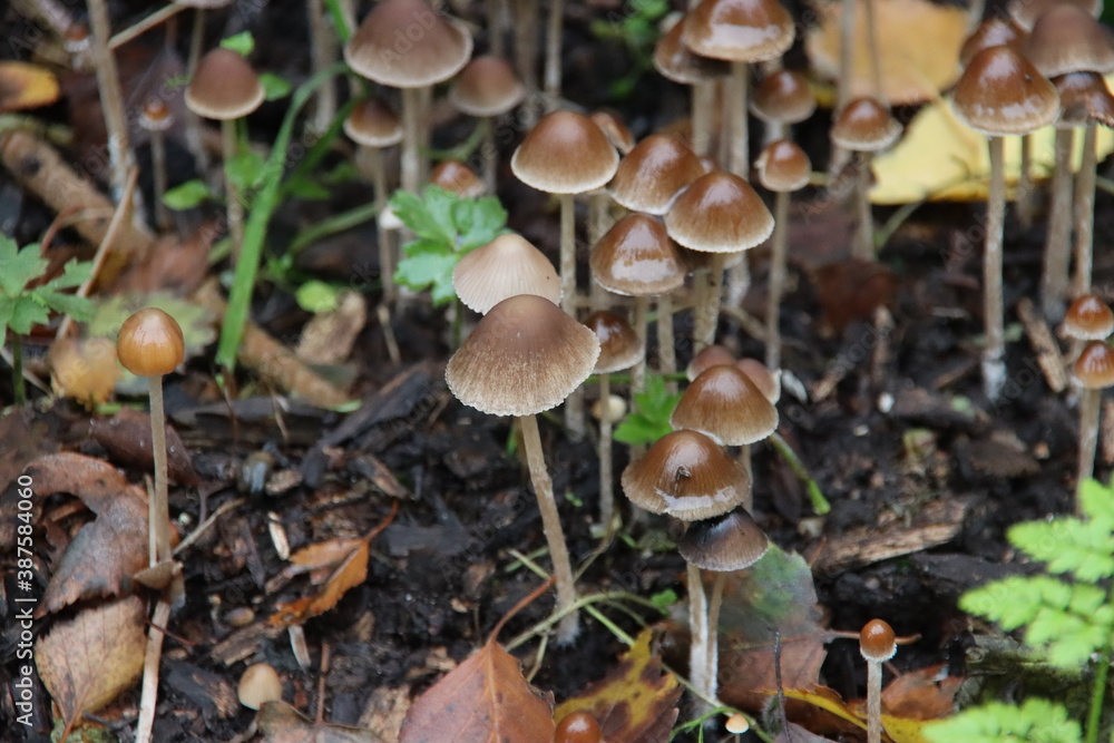 Psathyrella conopilus fungi with brown pointed head Psathyrella conopilus fungi with brown pointed head