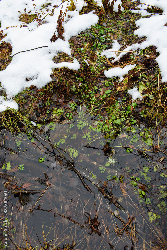 Obraz premium Forest pond in the late autumn