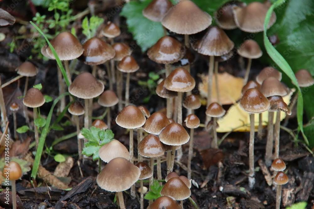 Psathyrella conopilus fungi with brown pointed head Psathyrella conopilus fungi with brown pointed head
