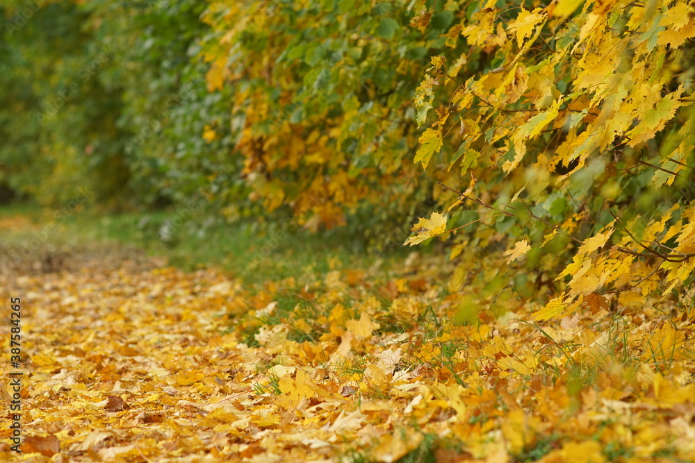 Herbstliche Zeit an einem Wegesrand mit grünen und gelben Blättern auf einer Wiese. 