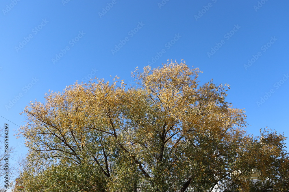 autumn trees in the park