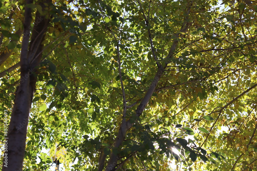 Fototapeta premium tree in the forest