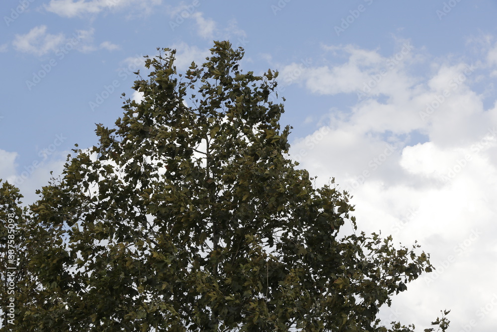 Fototapeta premium tree silhouette on cloudy sky background