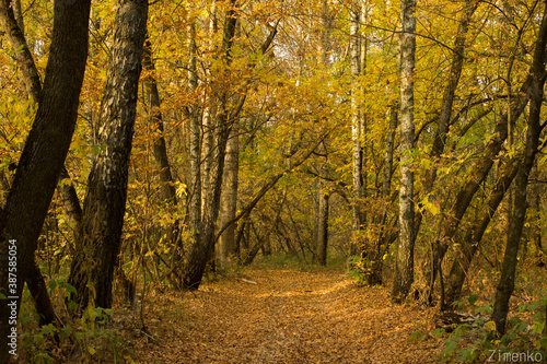 autumn in the forest © джек хантер