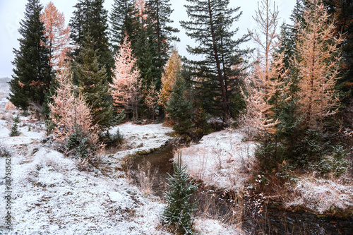 First snow in autumn forest. Altai, Siberia, Russia. Beautiful winter landscape. Wild forest with pines and larches