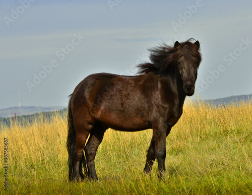 A beautiful Icelandic horse  wild and free in the wind of a meadow in autumn