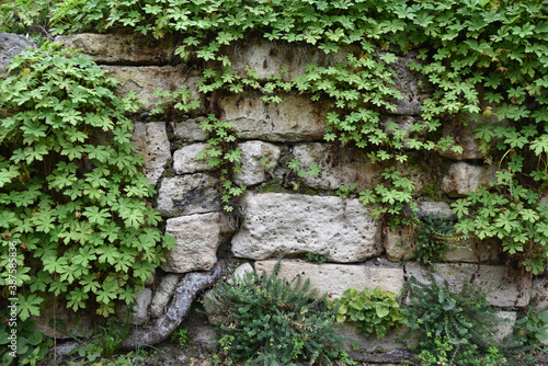 Mur de jardin couvert de plantes © JFBRUNEAU