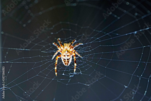 A small spider on its web, waiting for prey. Carnivorous insects