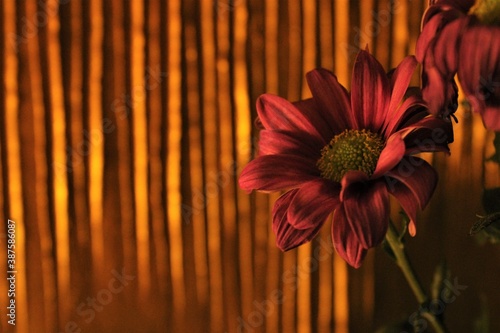 pink plower in front of a golden background
