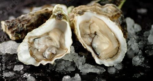Fresh ice oysters slowly rotate on the table. 