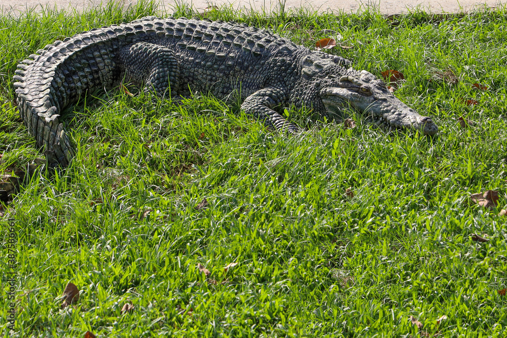 The thai crocodile rest on the garden The thai crocodile rest on the garden