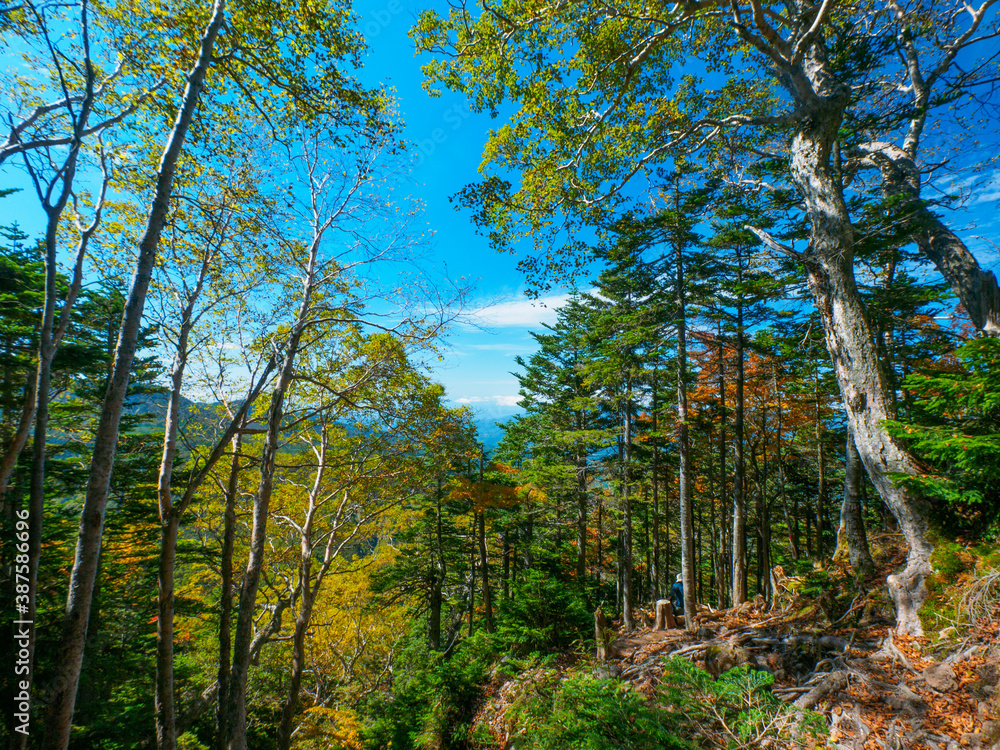 Obraz premium View from alpine where autumn leaves began (Tochigi, Japan)
