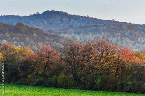 colorful forest and green field in autumn