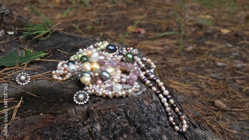 A variety of gorgeous natural pearl necklaces and earrings lie beautifully on an old tree stump in the forest. Luxurious nacreous jewelry nicely harmonize with natural wood 