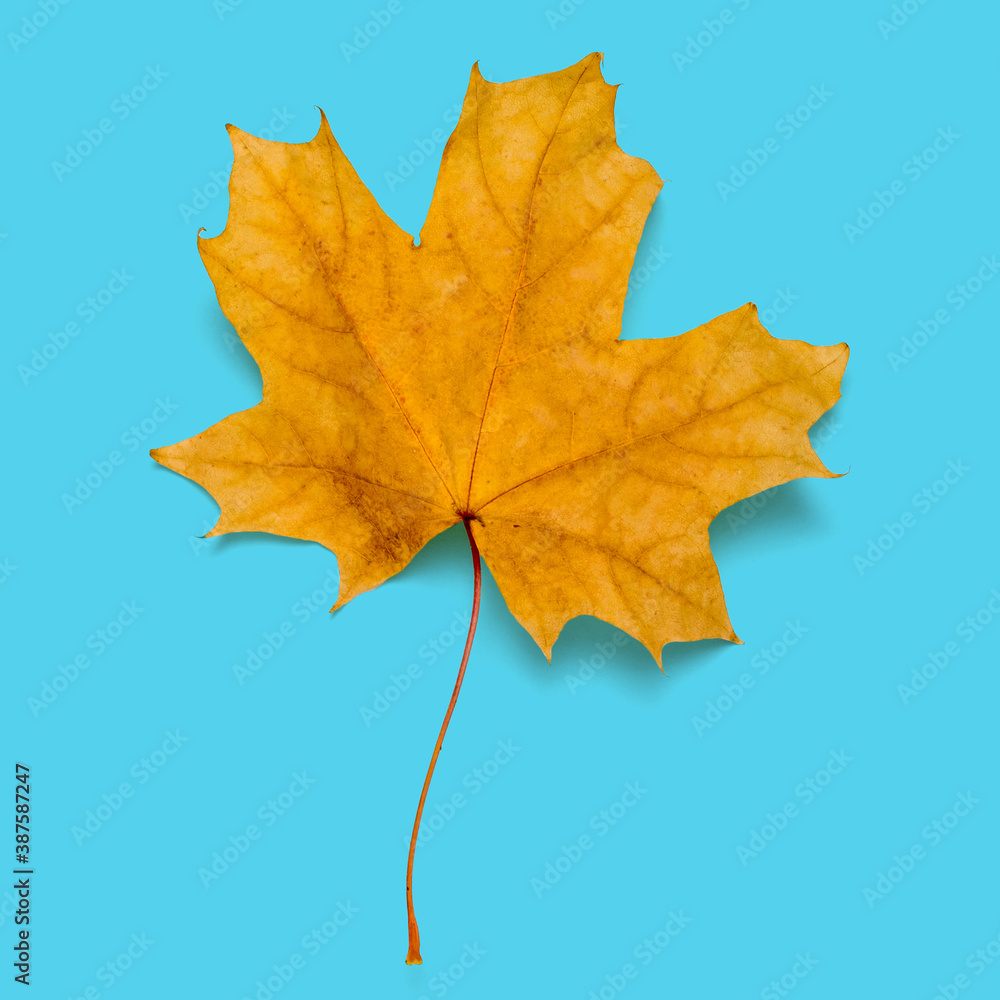 Obraz premium Yellow maple leaf on a blue background.