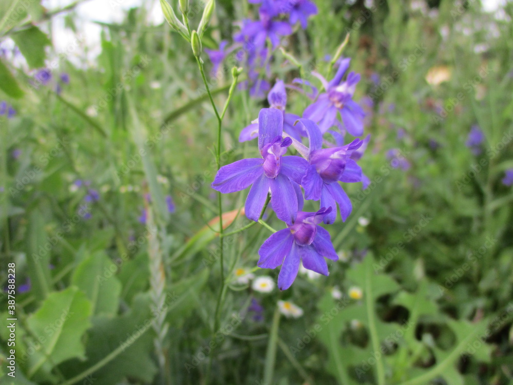 flowers