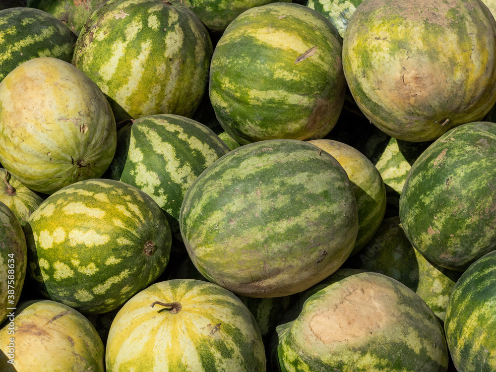 green watermelons at the agricultural fair green watermelons at the agricultural fair