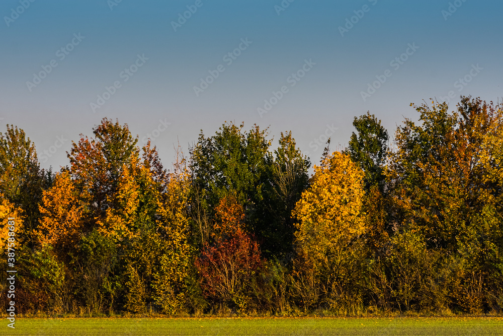 Fototapeta premium colorful shrubs and trees in autumn on a field