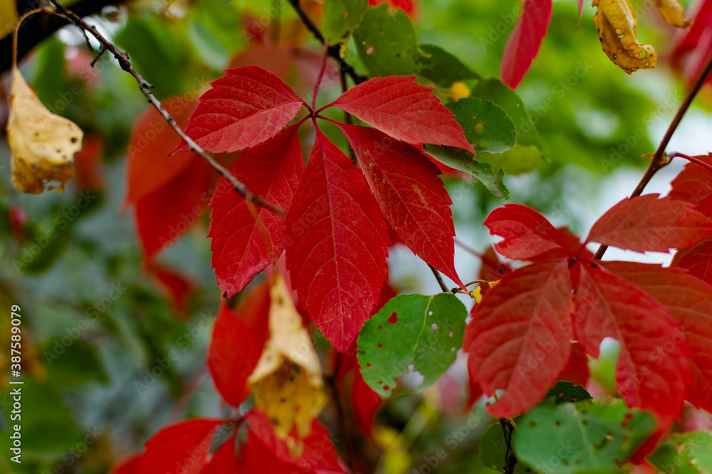 Fototapeta premium Red autumn leaves on the branches of red and Burgundy. Beautiful time of year in October. Autumn blurry background. Carved leaves close up in the fresh air