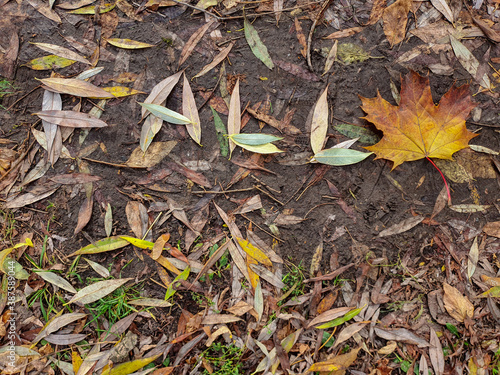 On the ground, the word "FALL" is made of twigs and dried leaves.
