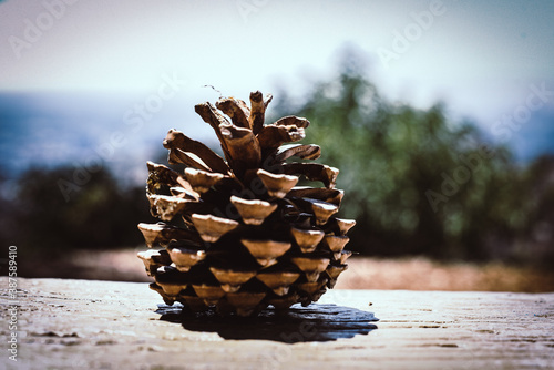 Pinecone