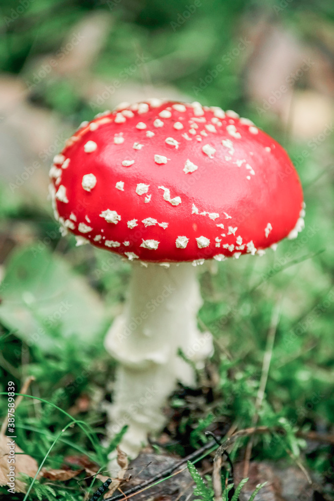 Schöner Fliegenpilz im Wald und auf einer Wiese, amanita muscaria. Schöner Fliegenpilz im Wald und auf einer Wiese, amanita muscaria.